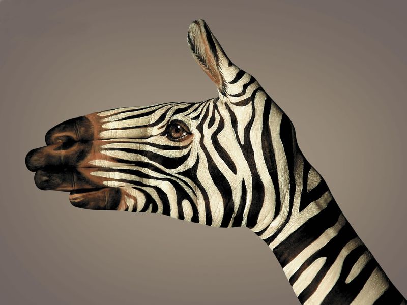 Файл:Zebra hand.jpg