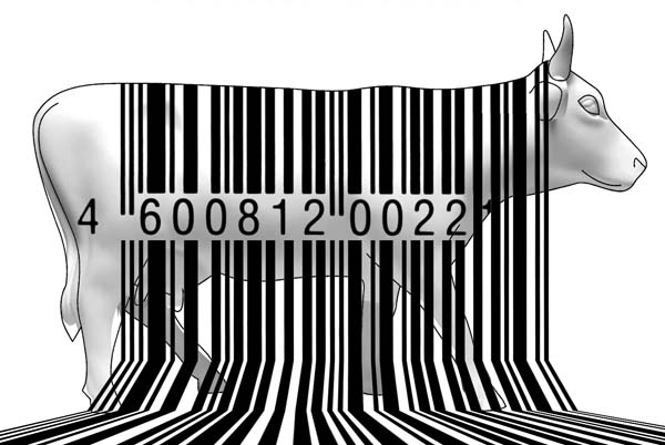 Файл:Cow-barcode.jpg